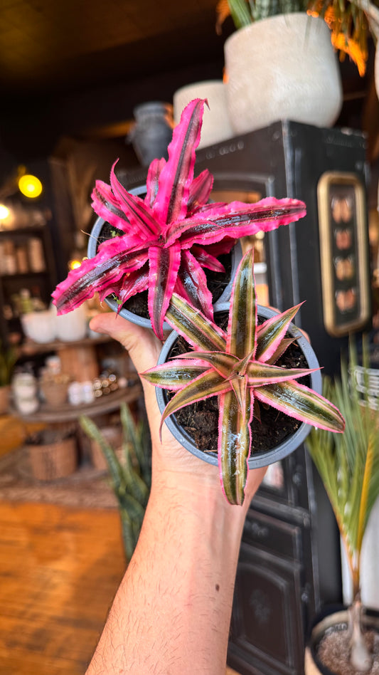 4” Cryptanthus Assorted