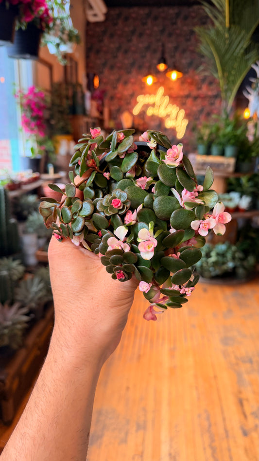 4” Tinted Jade Runner Plant