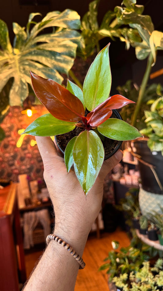 4” Red Sun Philodendron