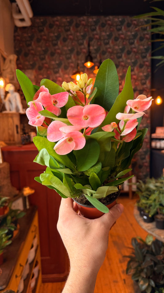 4” Euphorbia Crown of Thorns Pink