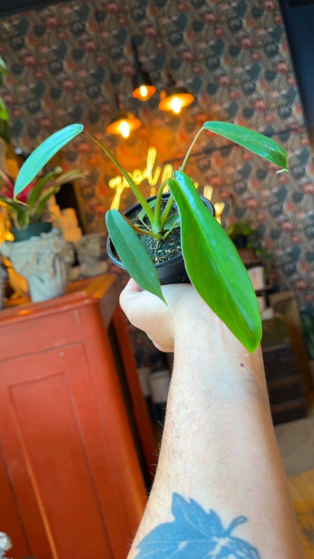 4” Philodendron Joepii