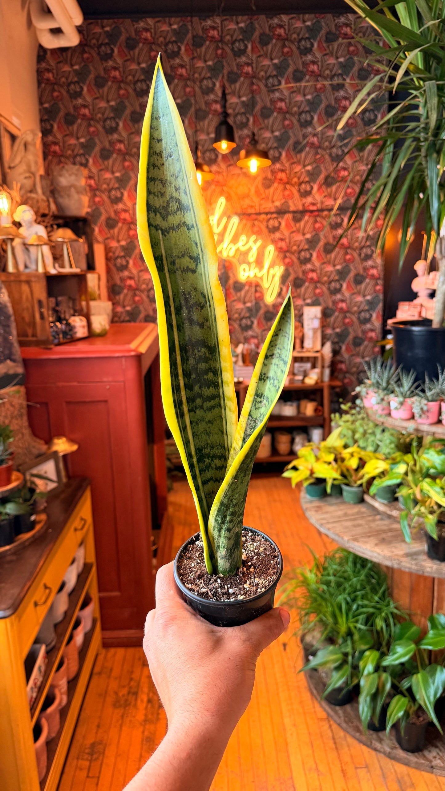4” Laurentii Snake Plant