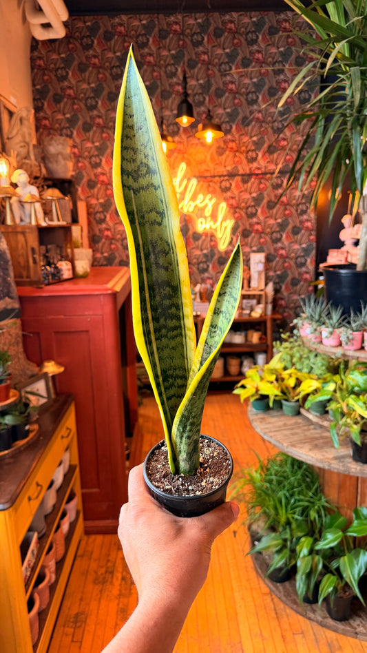 4” Laurentii Snake Plant