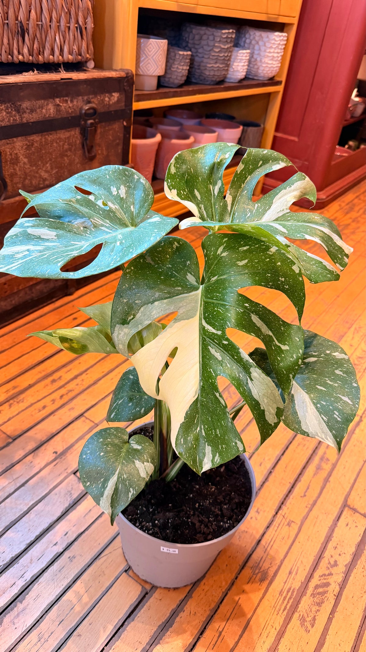 8” Thai Constellation Monstera