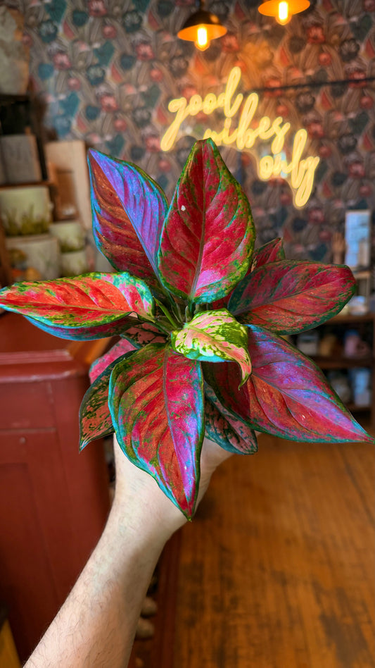 4” Black Maroon Aglaonema