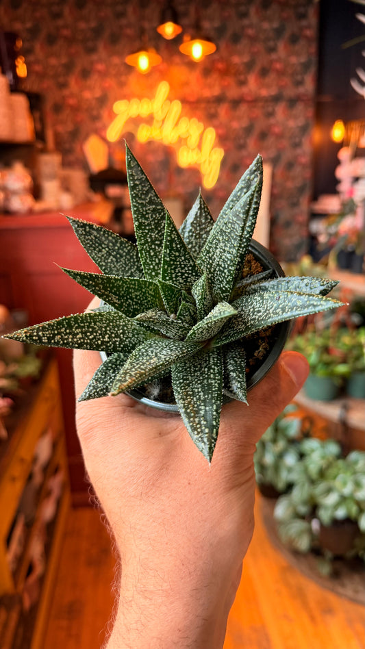 4” Haworthia Robin