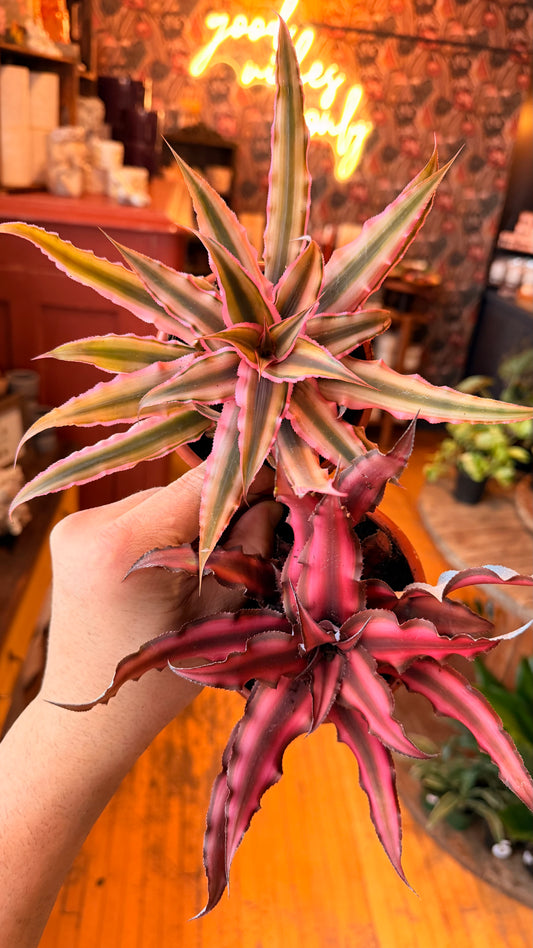 4” Cryptanthus Assorted