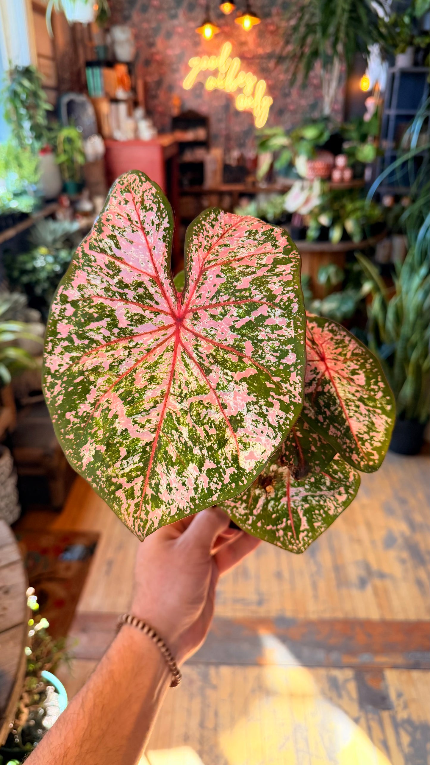 6” Caladium Assorted