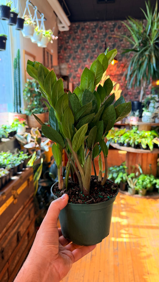 6” Zz Plant