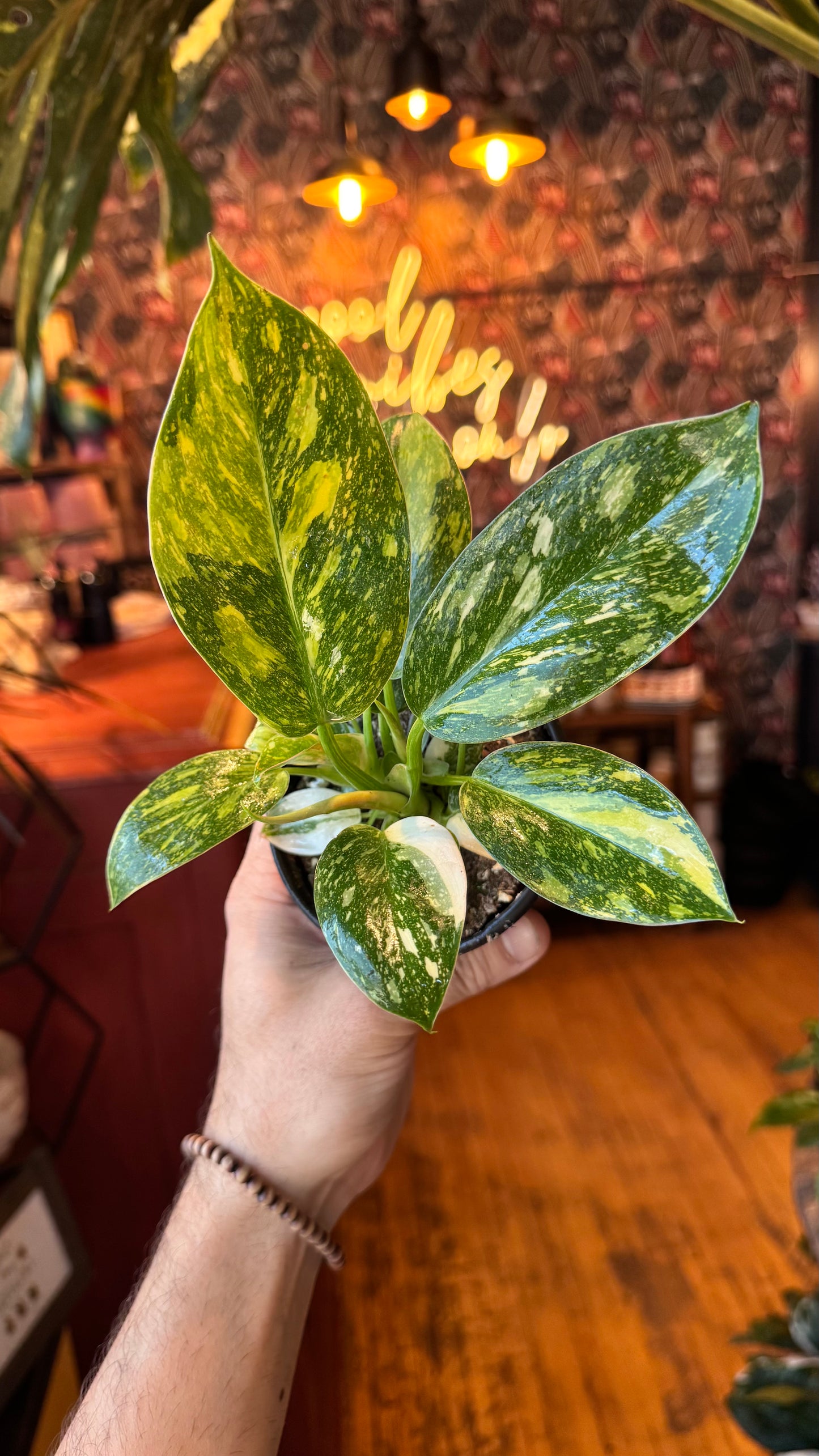 4” Green Congo ‘Nuclear’ Variegated Philodendron