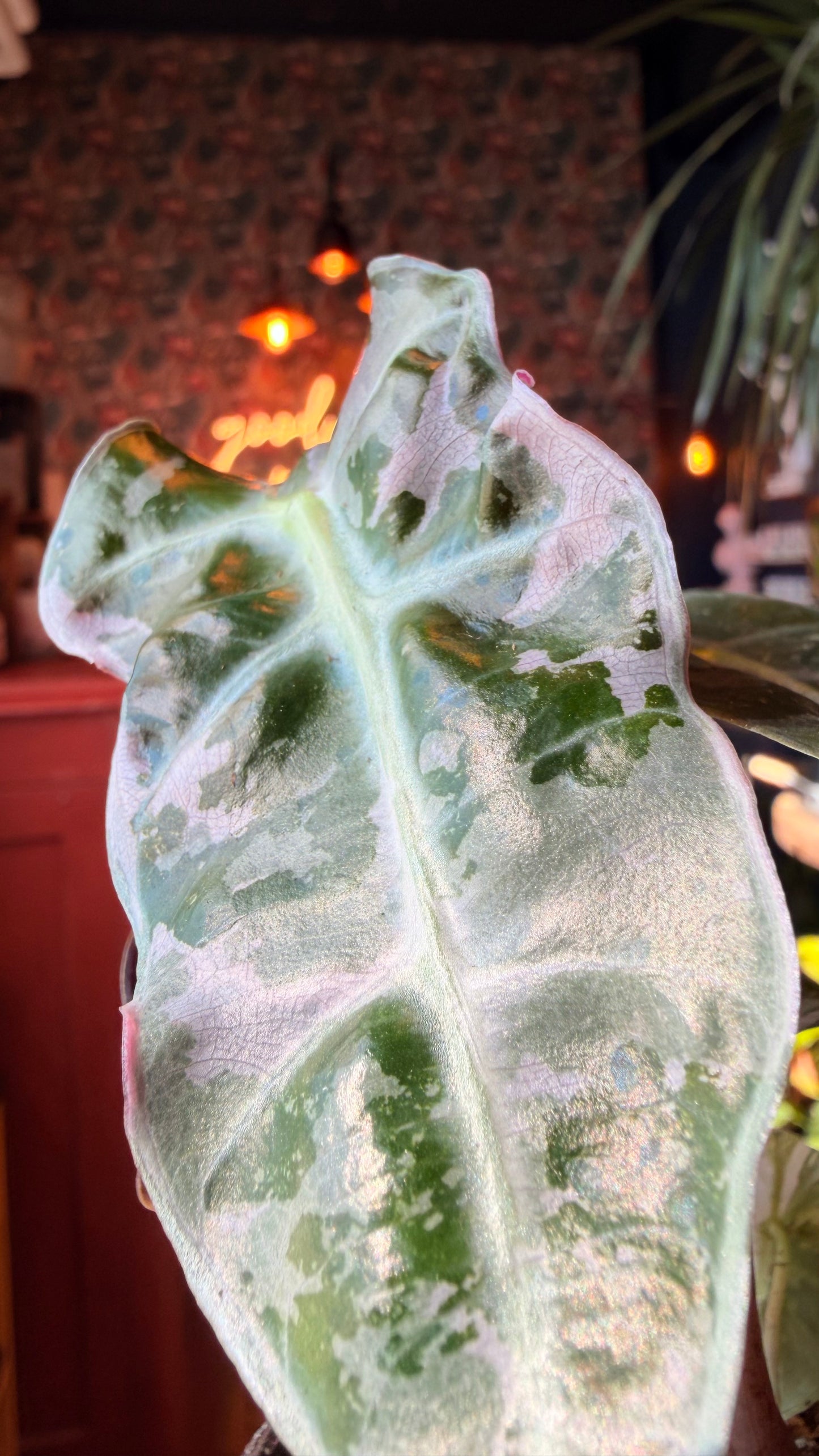 4” Pink Polly Snowflake Alocasia