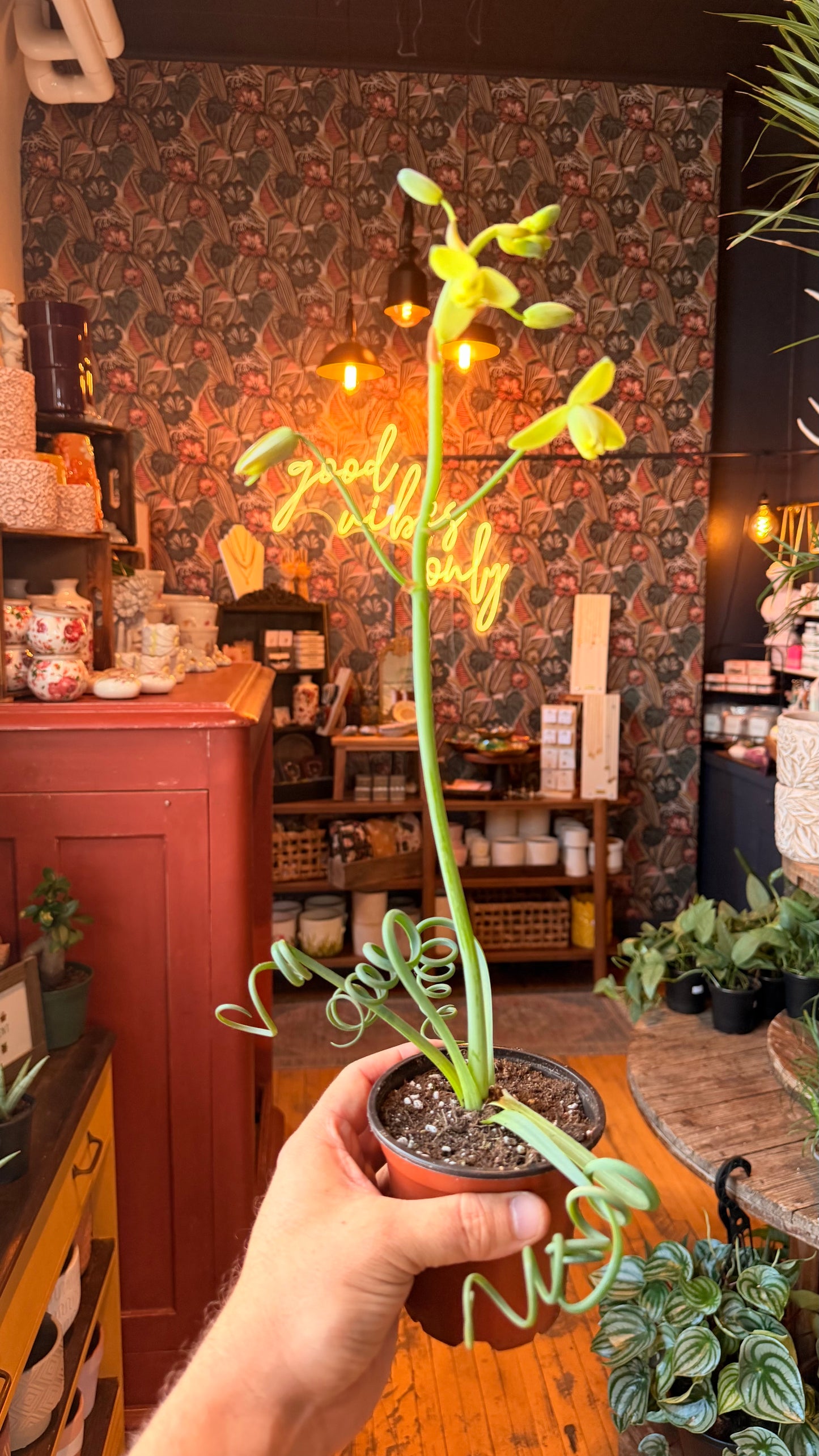 4” Sizzle Frizzle Plant