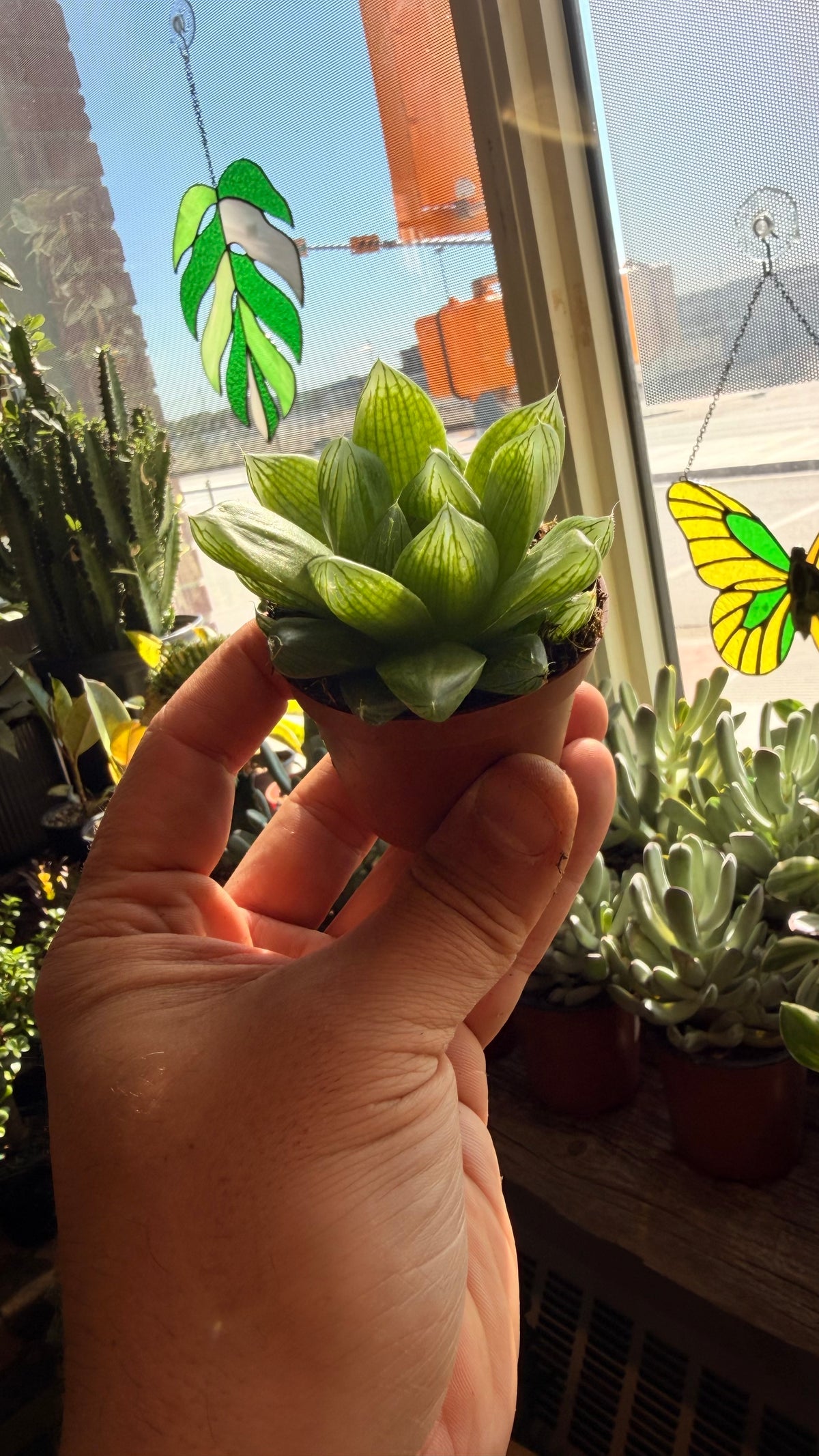 2.5” Haworthia Cooperi