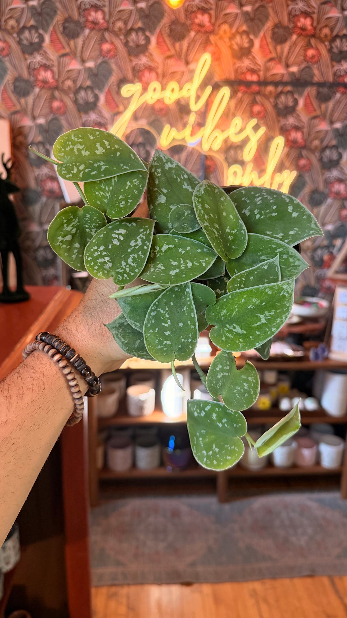 4” Satin Pothos Pictus 'Argyraeus'