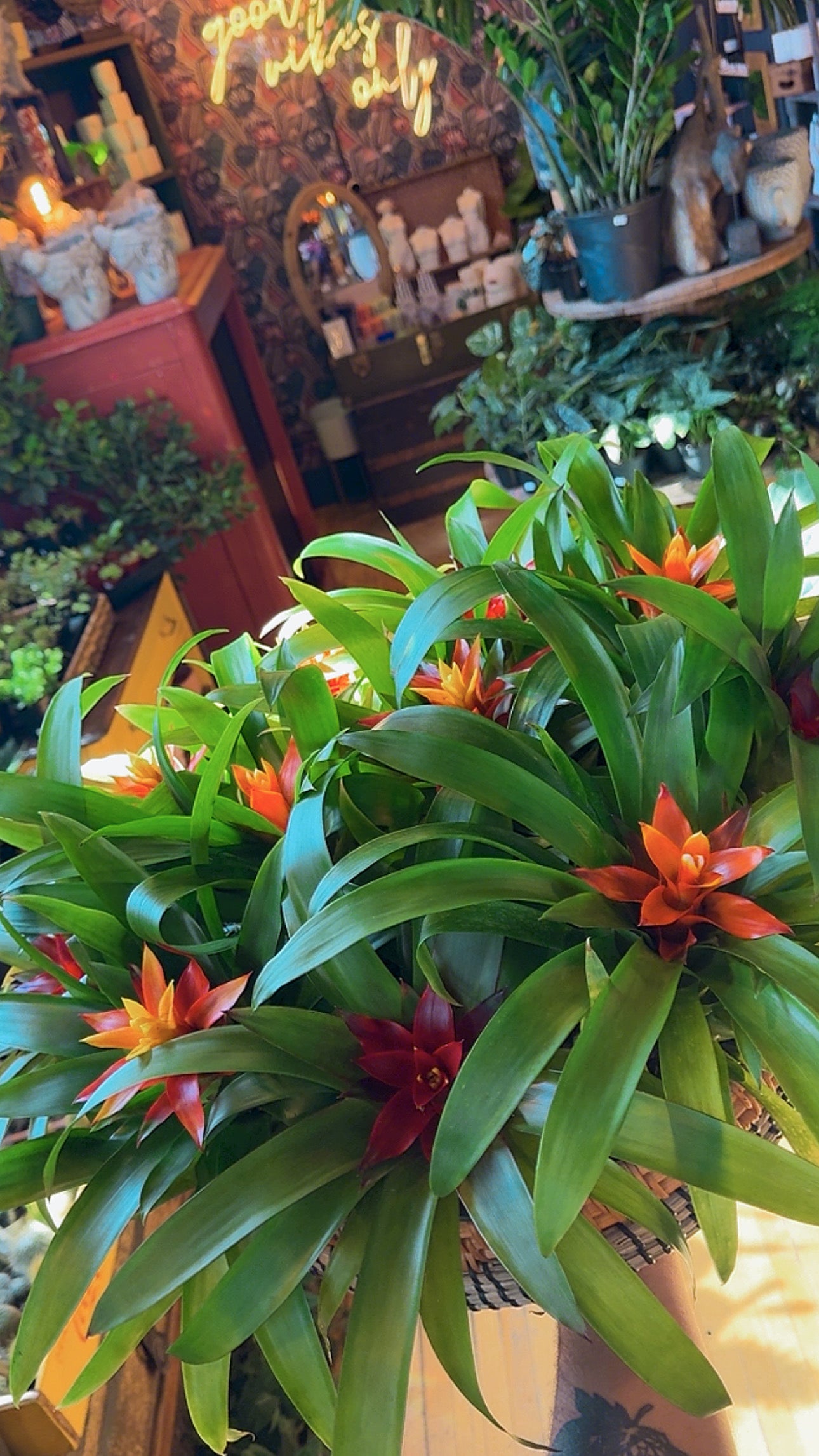 4” Bromeliad Guzmania Assorted