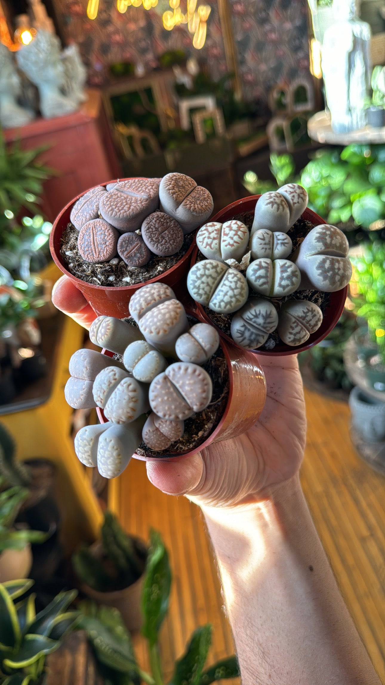 3” Lithop Garden