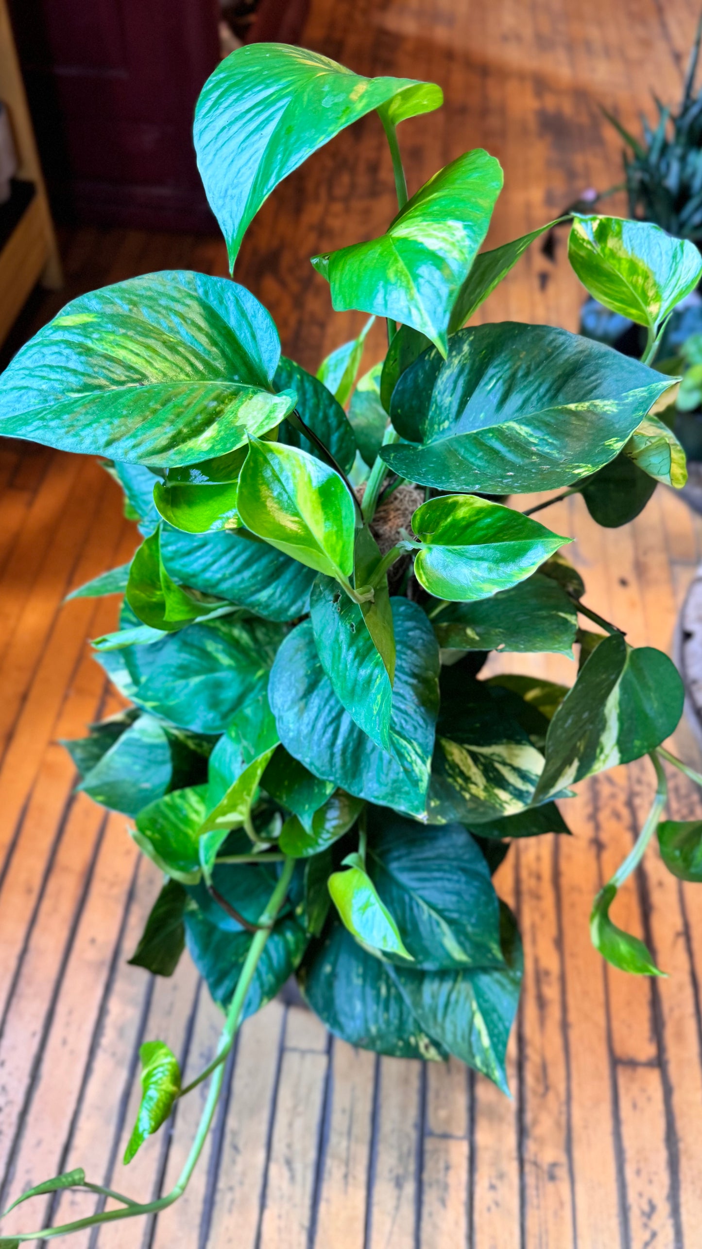 10” Hawaiian Pothos Totem