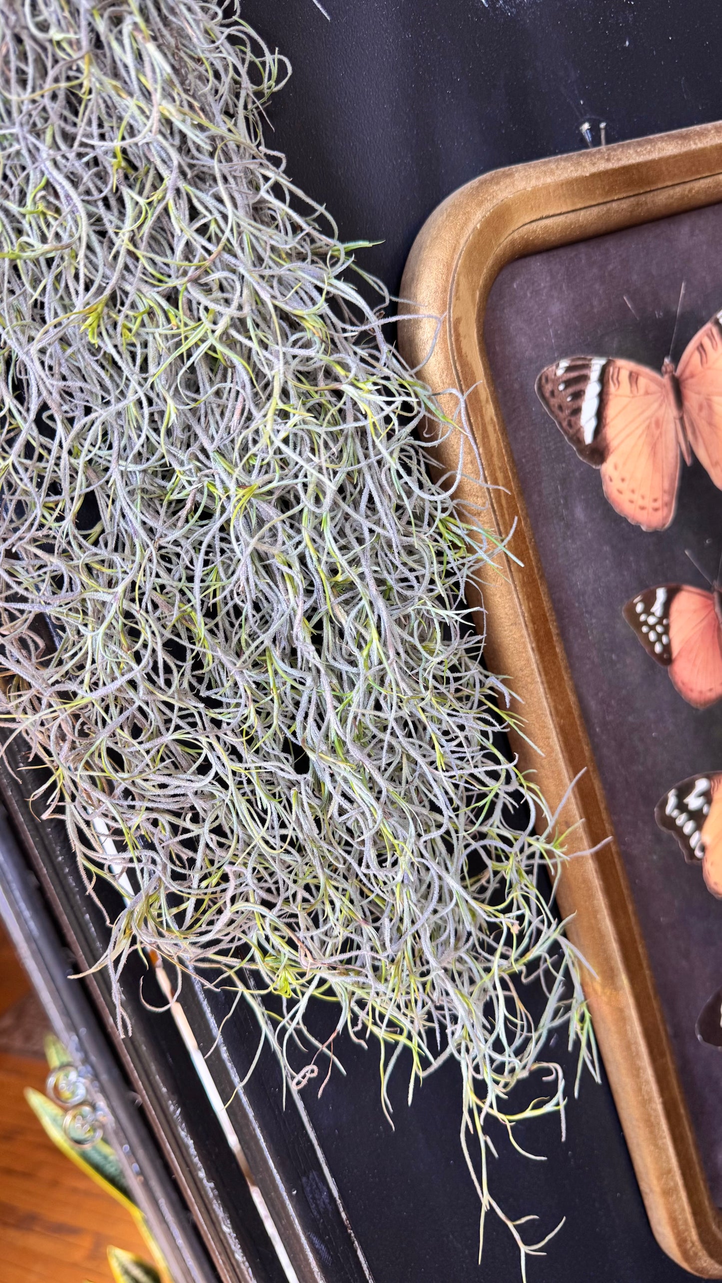 Spanish Moss Airplant