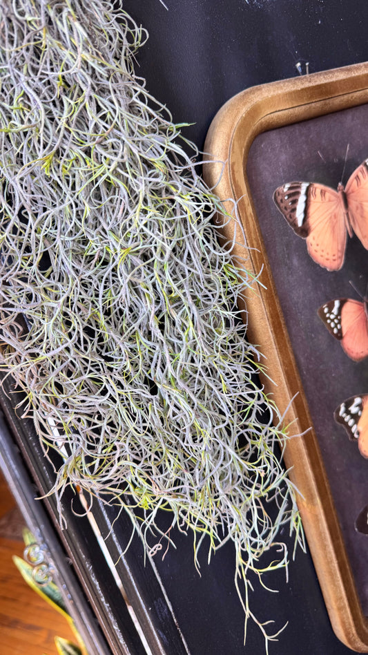 Spanish Moss Airplant