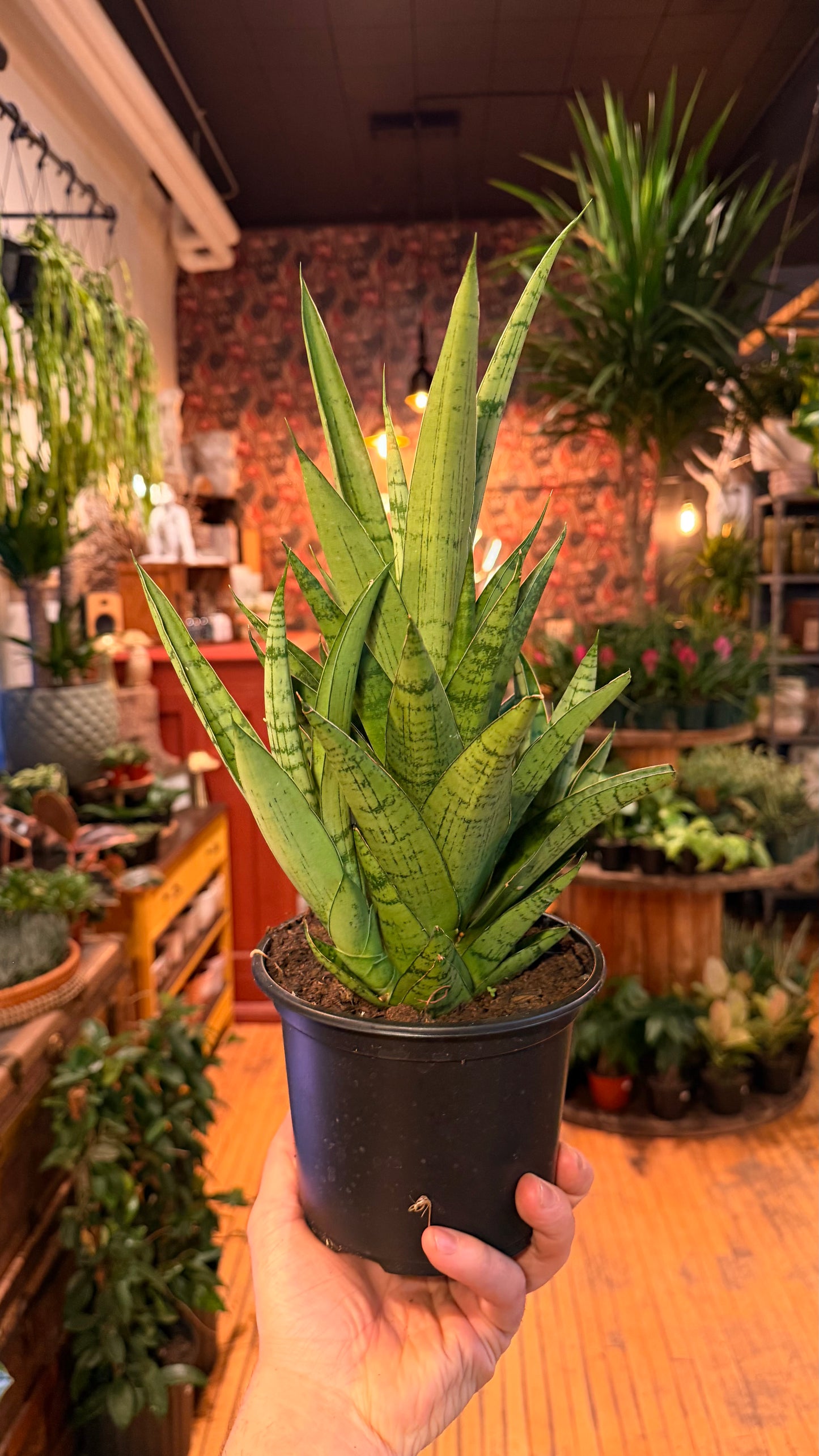 6” Tough Lady Snake Plant
