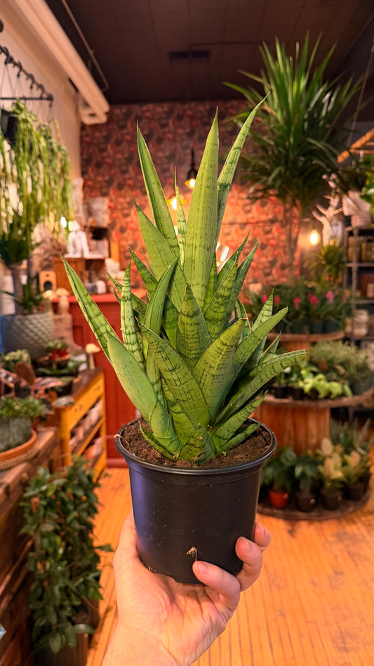 6” Tough Lady Snake Plant