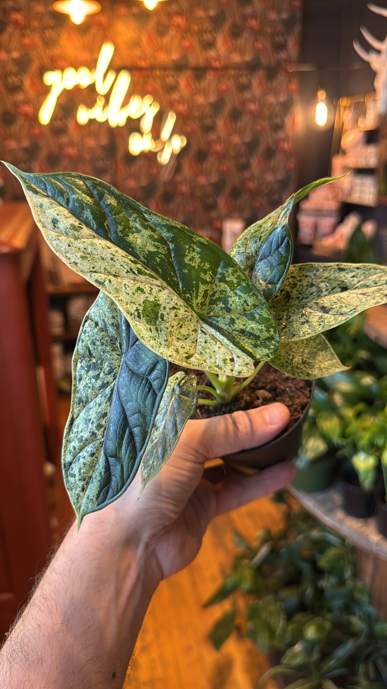 4” Dragon Scale ‘Mint’ Variegated Alocasiak