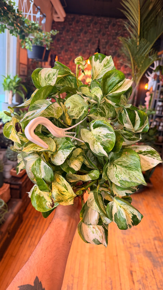 8” Manjula Pothos