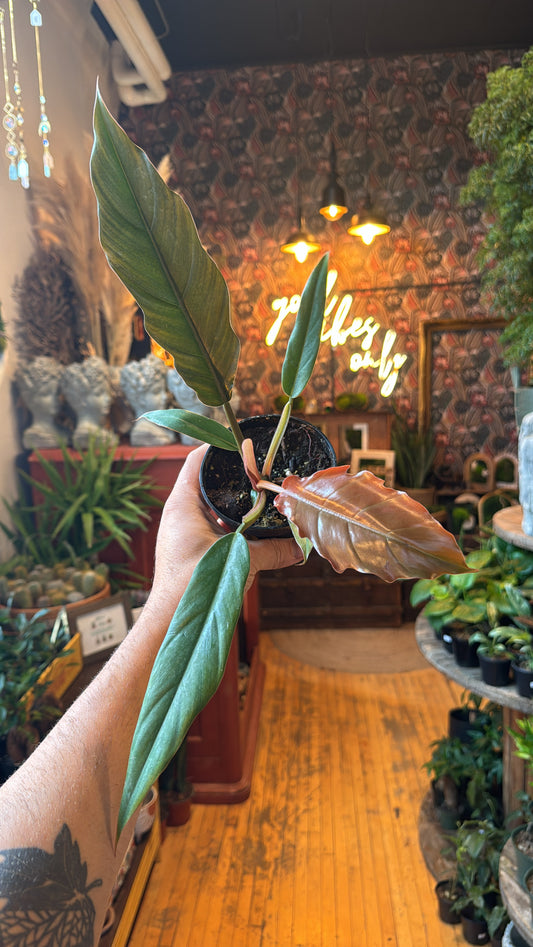 4” Caramel Philodendron