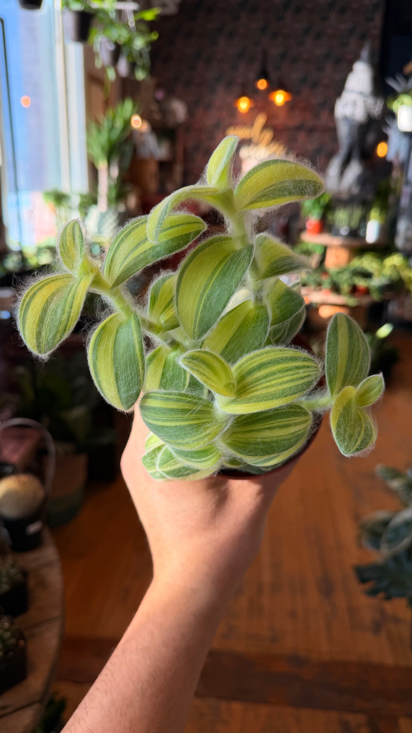4” Tradescantia ‘Velvet Strip’