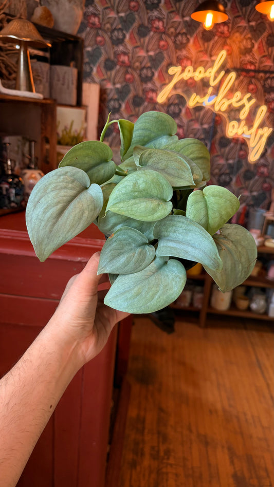 6” Scindapsus Platinum