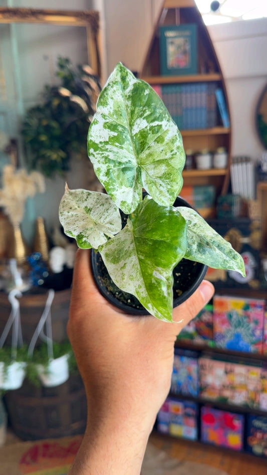 4” Alocasia Macrorrhiza ‘Camo’ Variegated