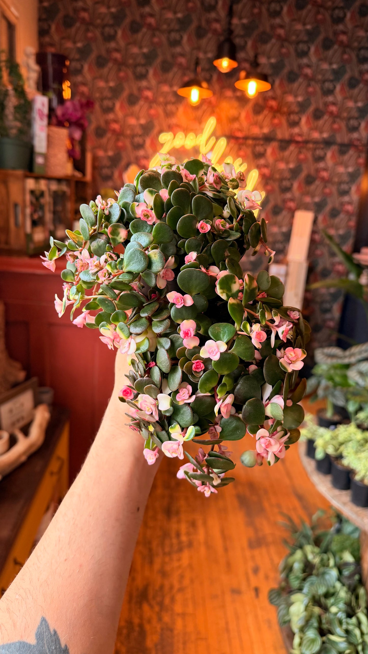 4” Tinted Jade Runner Plant