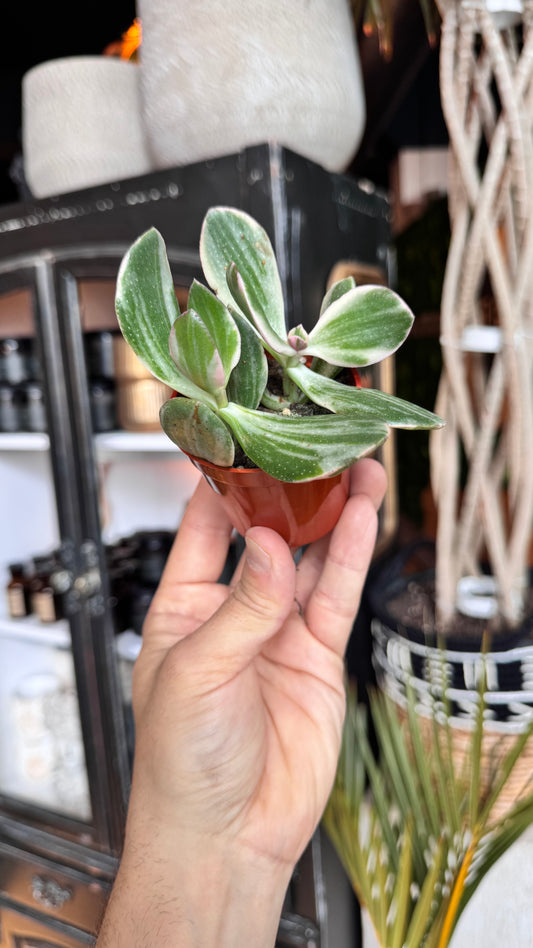2.5” Crassula Jade Variegated