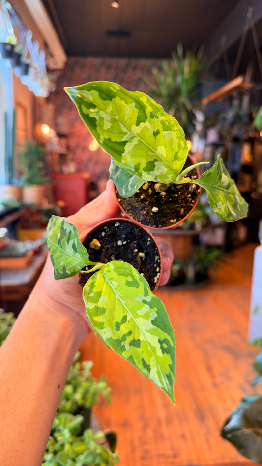 3” Aglaonema Pictum Tricolour ‘Camo’