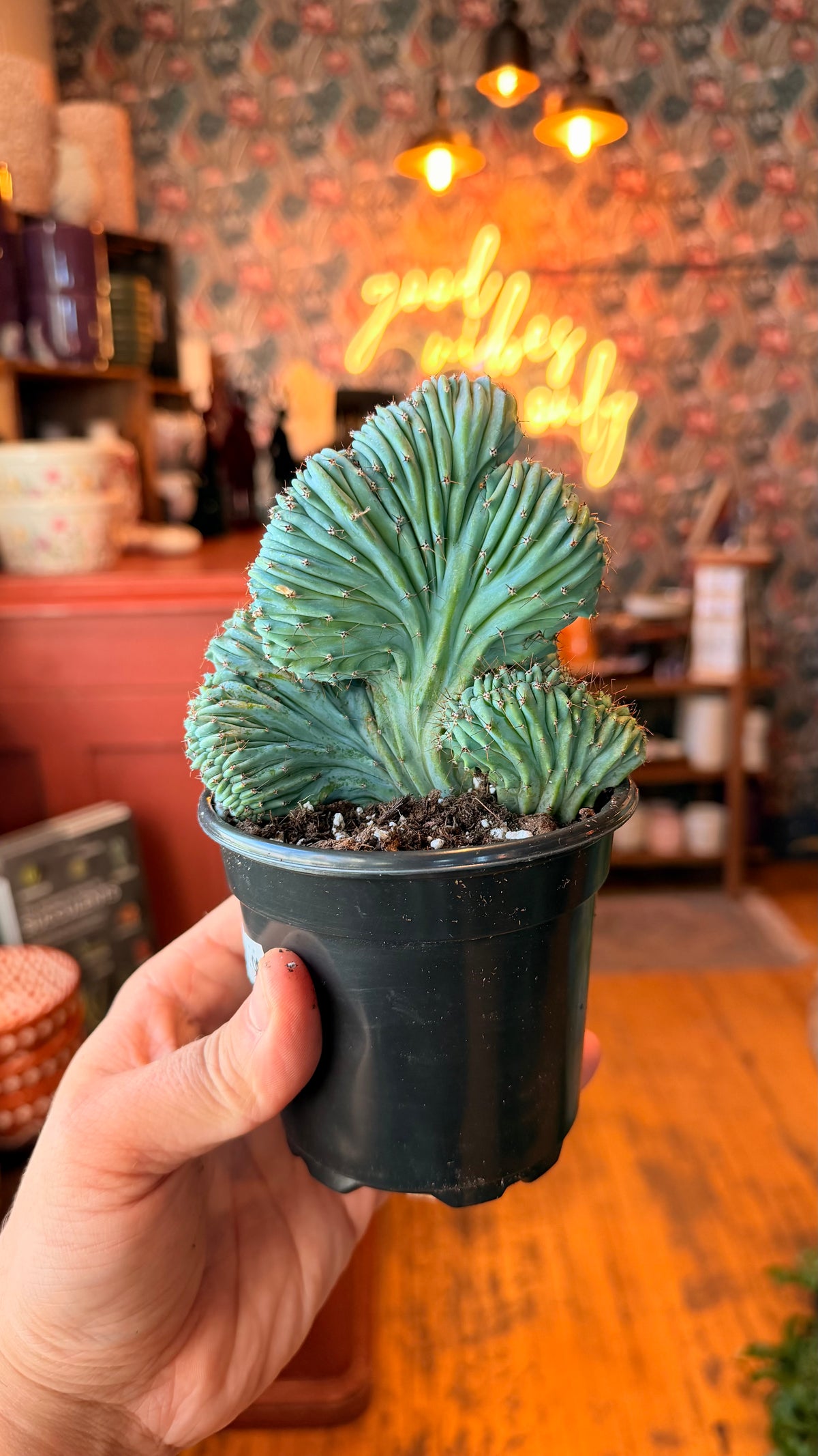 4” Cereus Geometrizans Cactus