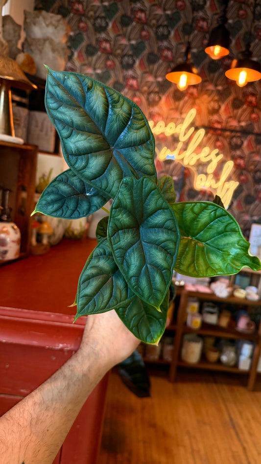 4” Dragon Scale Green Alocasia