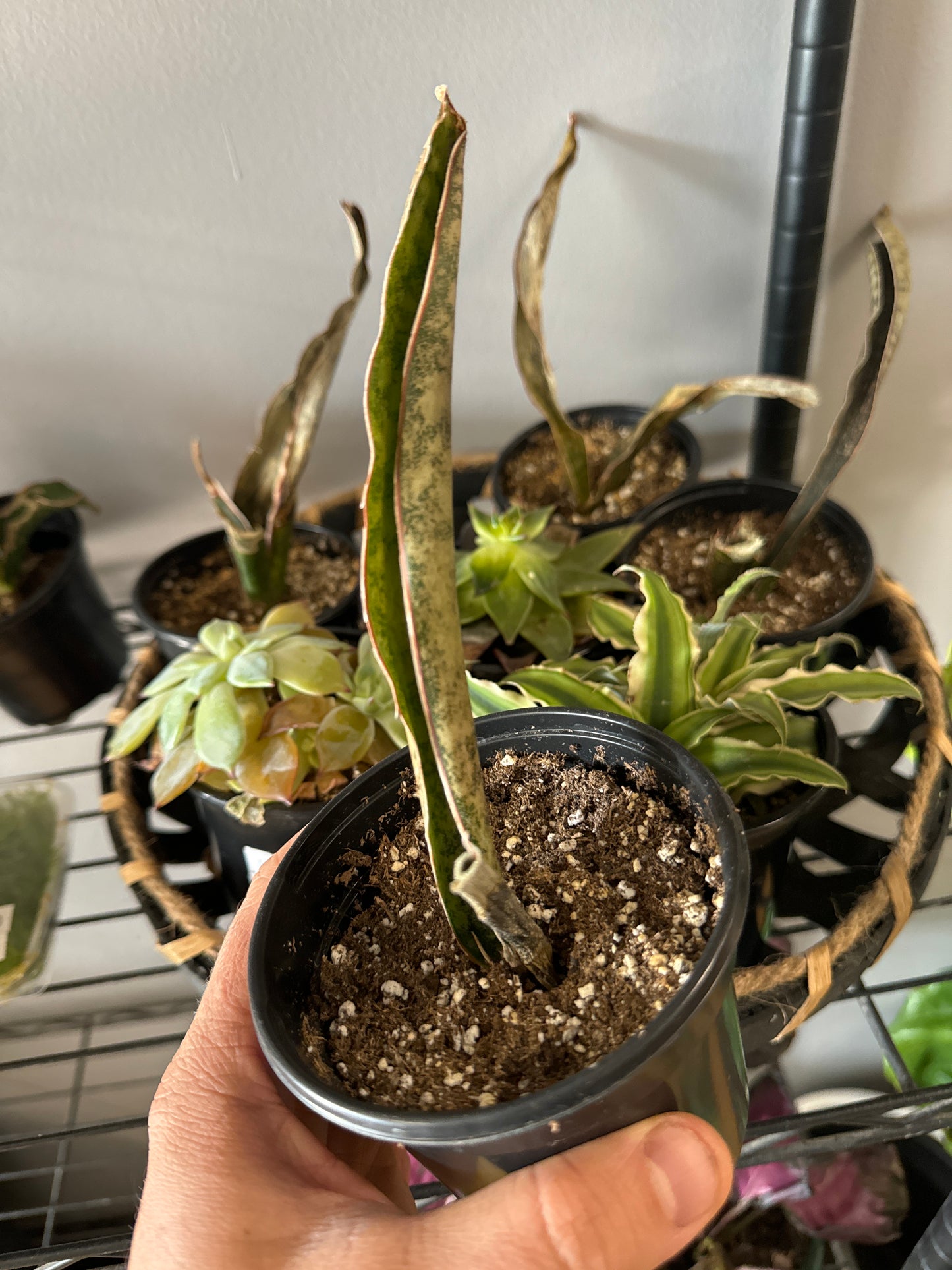 4” Coppertone Sansevieria