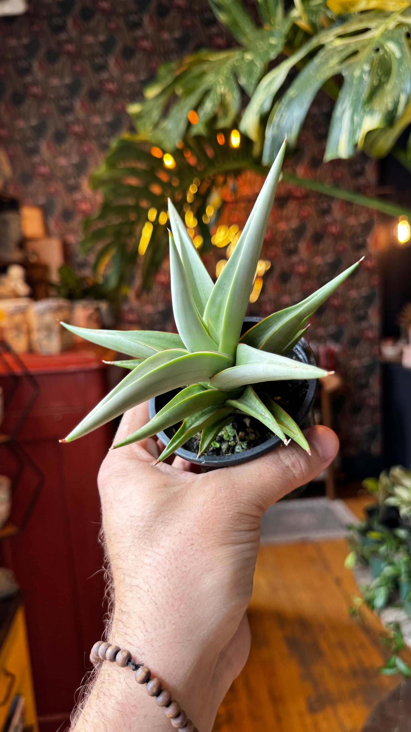 3.5” Chanin Snake Plant