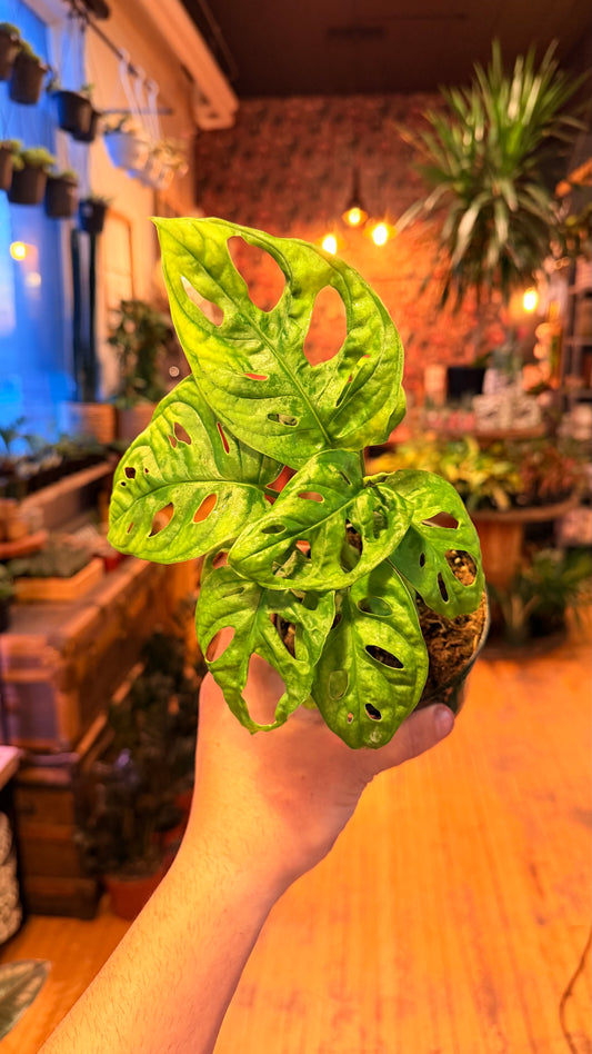 4” Monstera Adansonii ‘Swiss Cheese’
