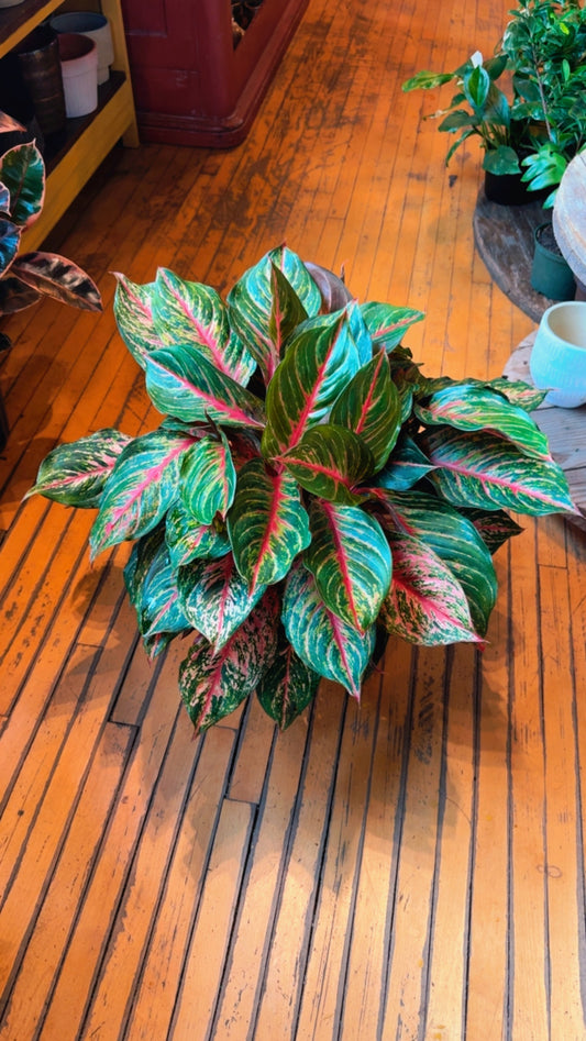 10” Red Emerald Aglaonema