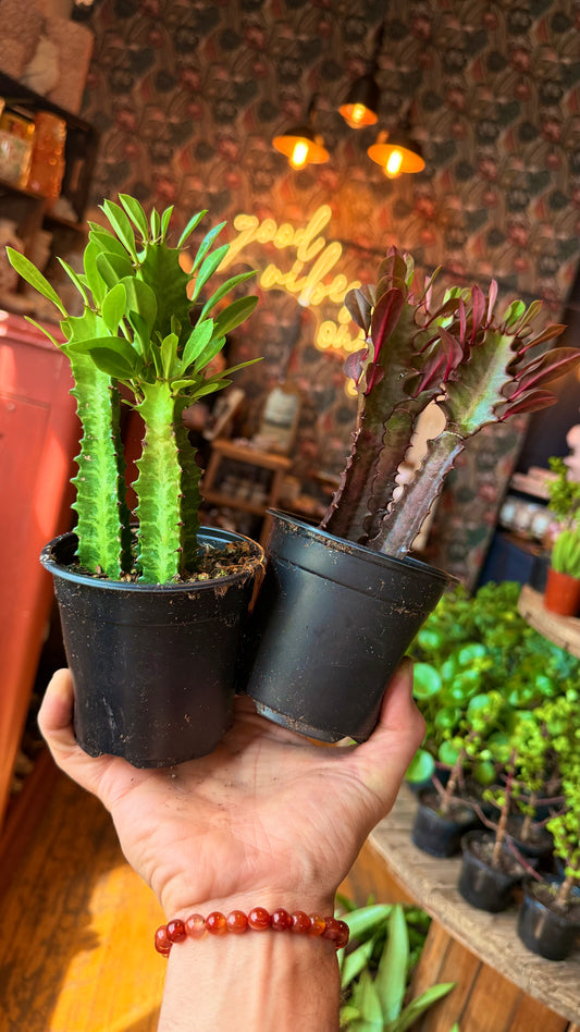 African Milk Cactus