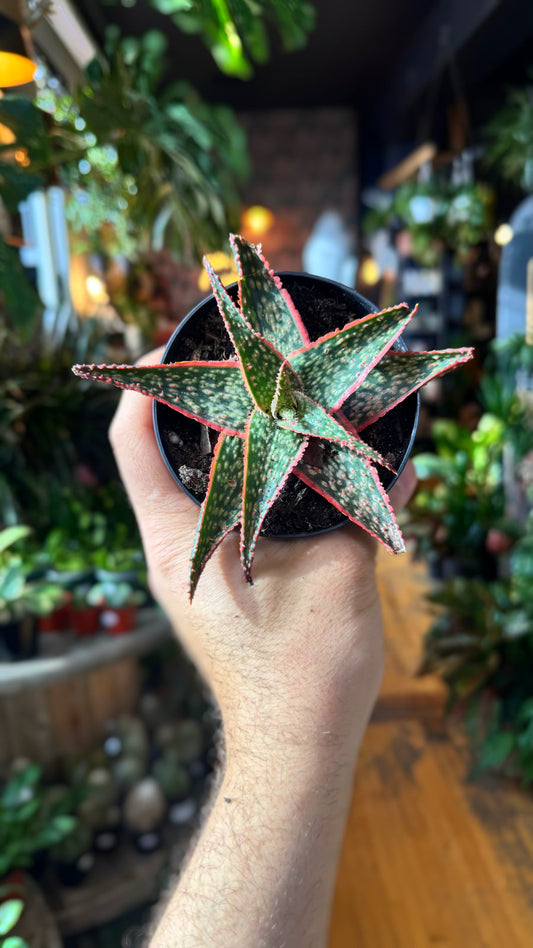 4” Aloe Pink Blush
