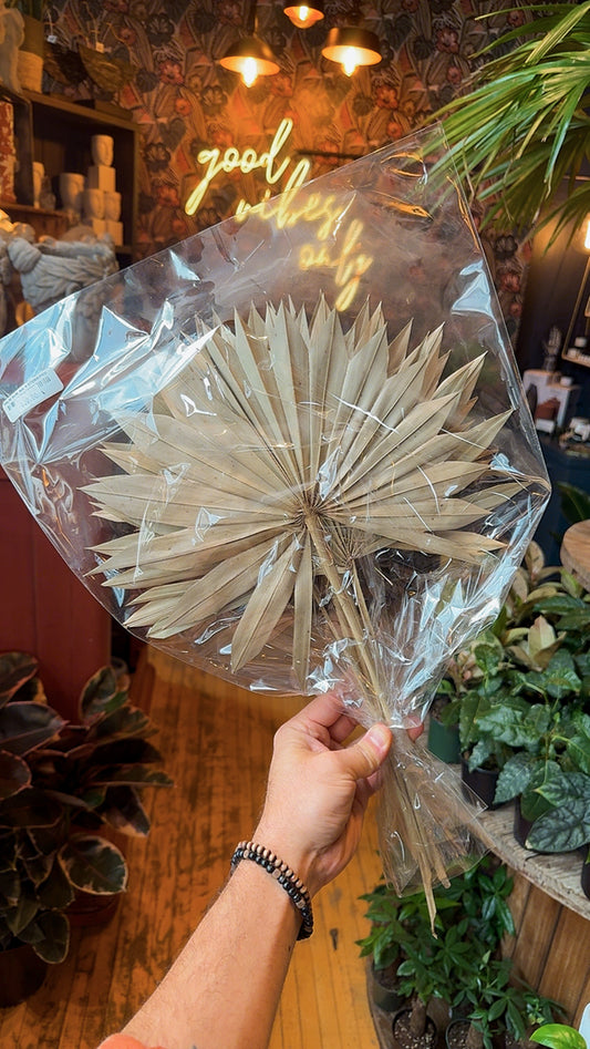 Fan Palm Leaf - Dried Floral