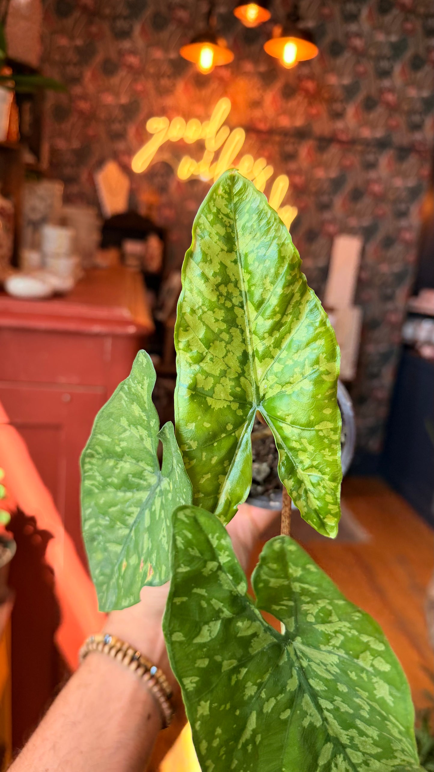4” Shattered Glass Alocasia
