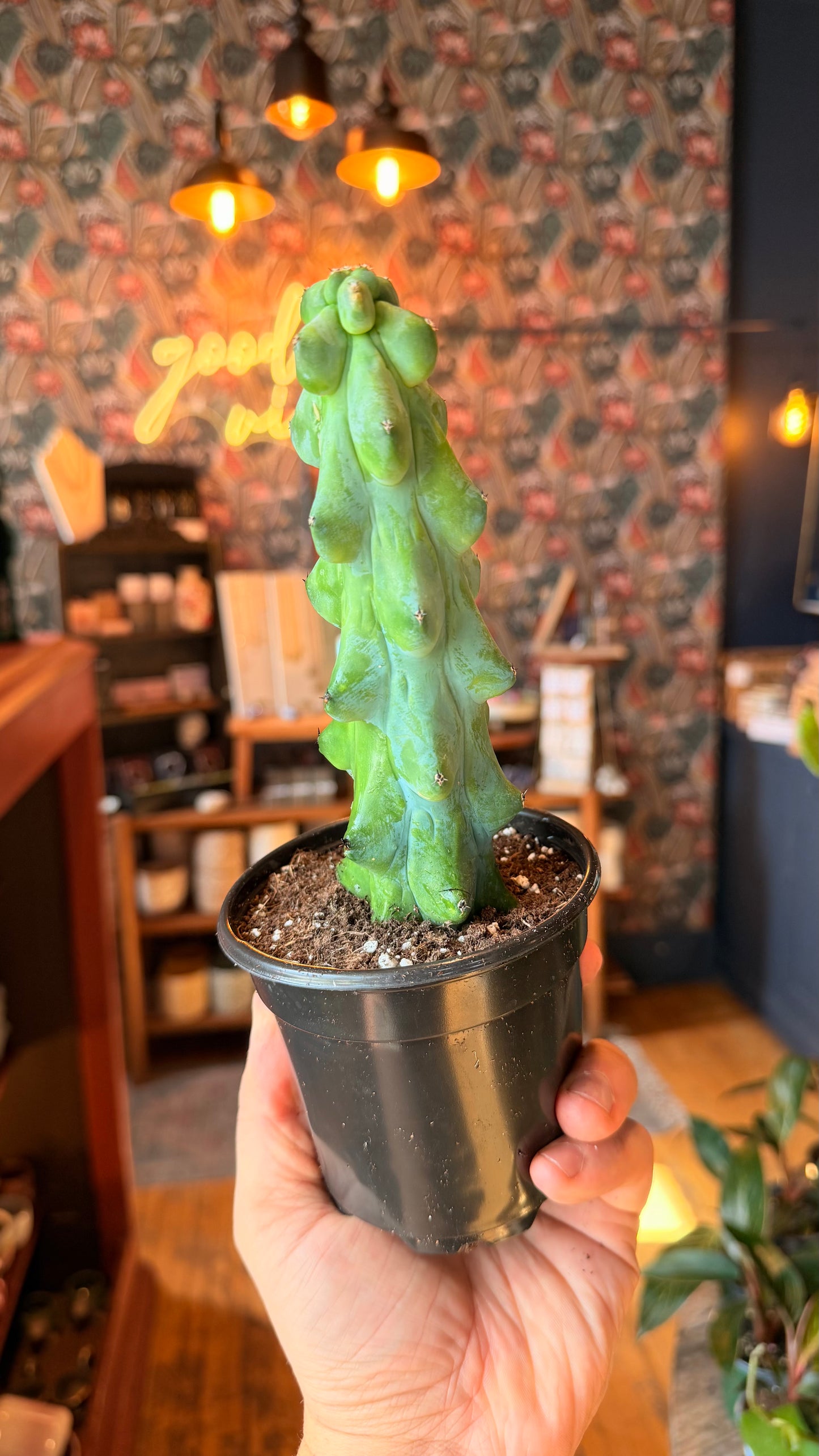 4” Boobie Cactus(Small Size)