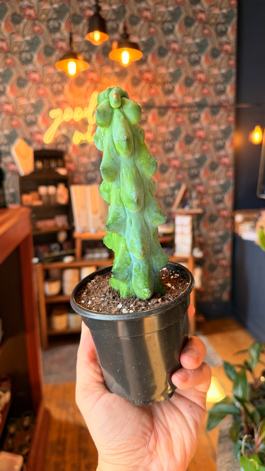 4” Boobie Cactus(Small Size)