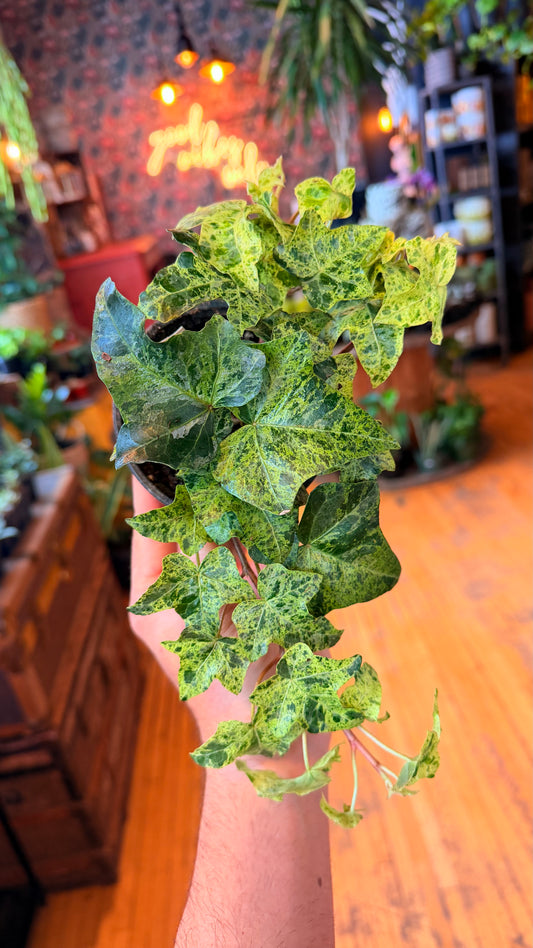 4” Lutzii Variegated Ivy