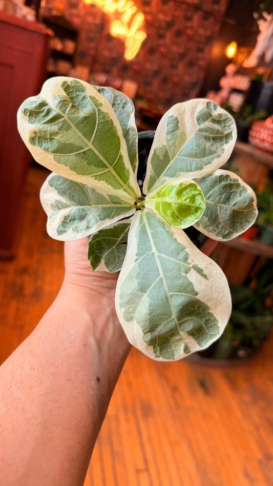 4” Variegated Fiddle Leaf Fig