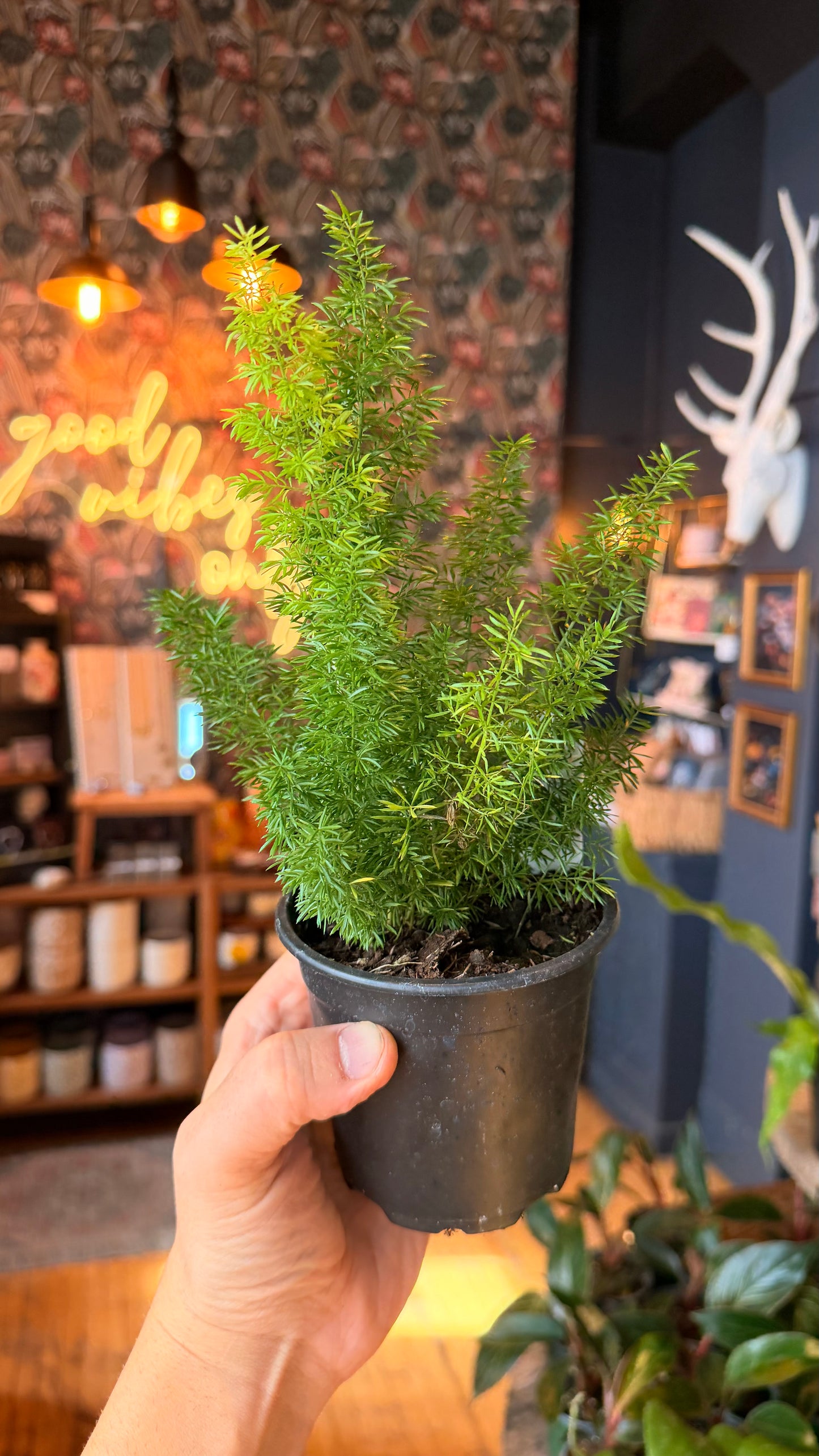 4” Foxtail Fern