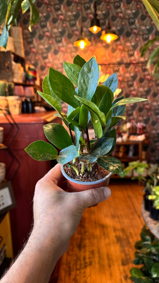 4” Zz Plant